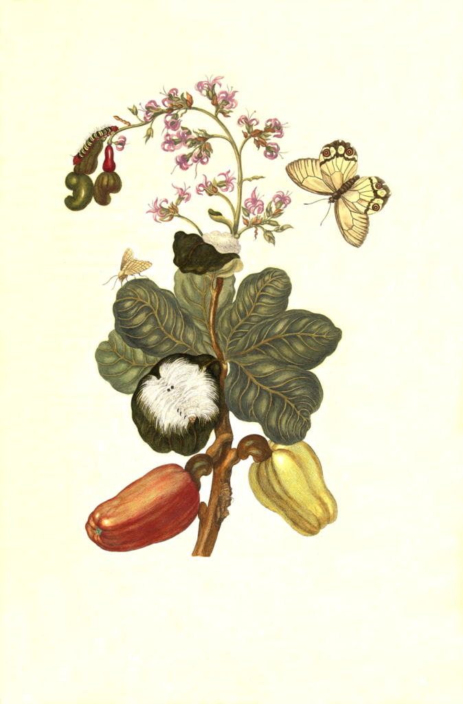 maria sibylla merian work 2