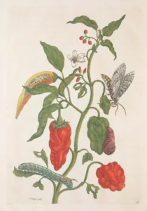 merian, maria sibylla (1647–1717) – metamorphosis insectorum surinamensium, p. 174 (1705)